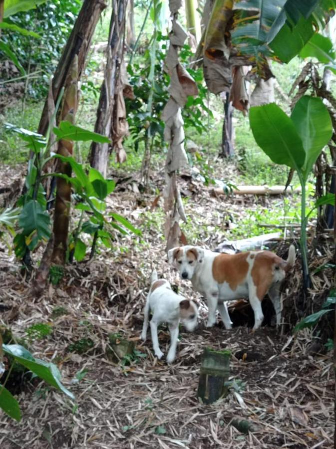 Alojamiento Rural Jardin Consentido ภายนอก รูปภาพ