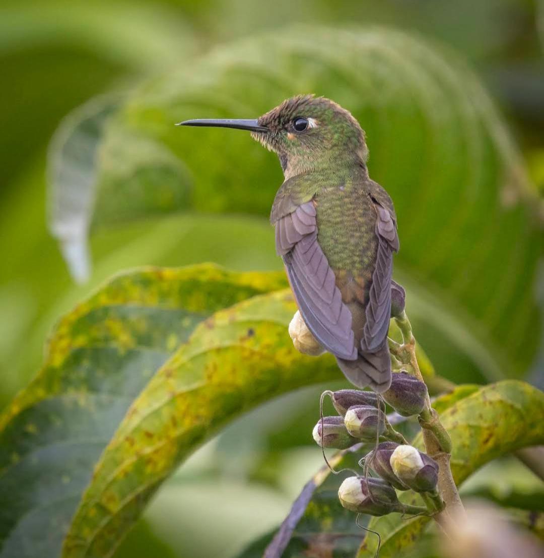 Alojamiento Rural Jardin Consentido ภายนอก รูปภาพ